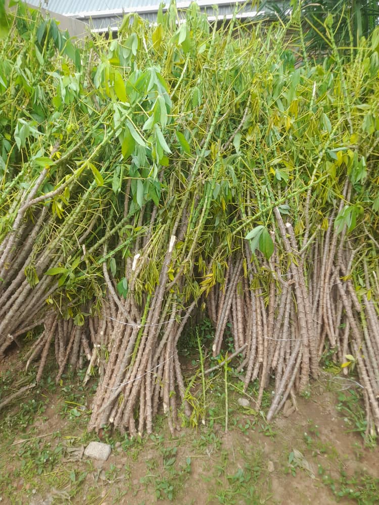 Cassava distribution