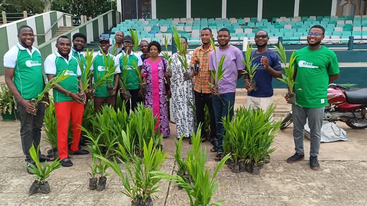 Distribution of  Hybrid Palm Trees