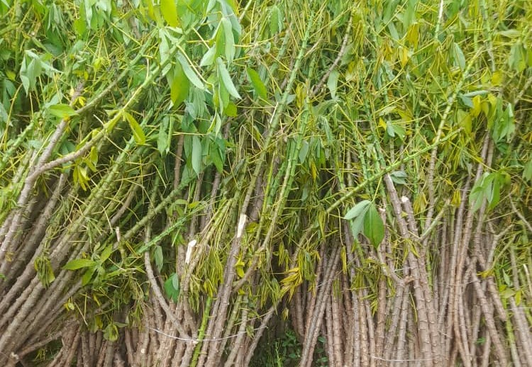 Supplied 2,000+ Bundles of TME419 Cassava Stems to Local Farmers